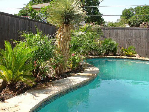 tropical-plants-for-pool-landscaping-13_10 Тропически растения за озеленяване на басейни