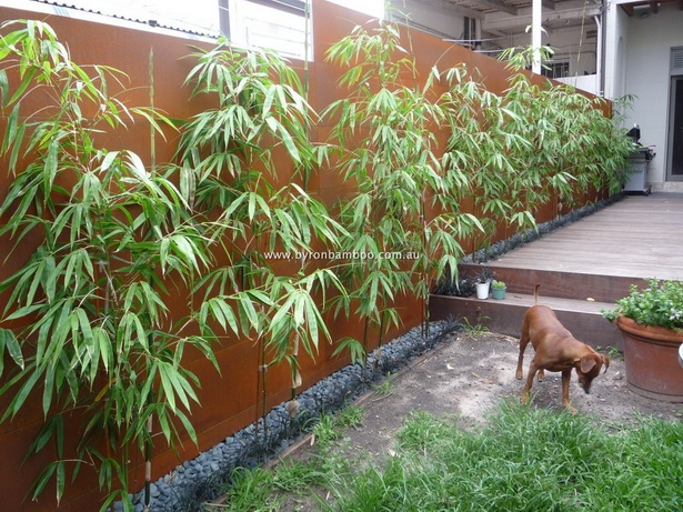 tropical-screening-plants-08_10 Тропически скрининг растения