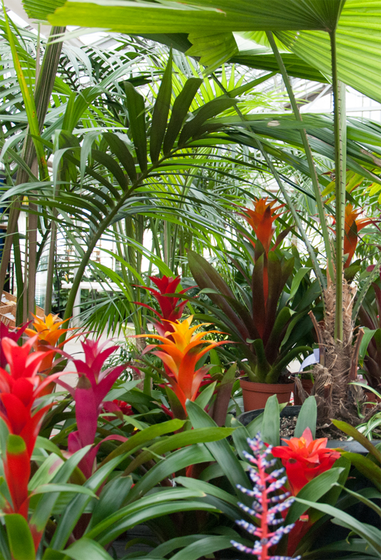 tropical-screening-plants-08_13 Тропически скрининг растения