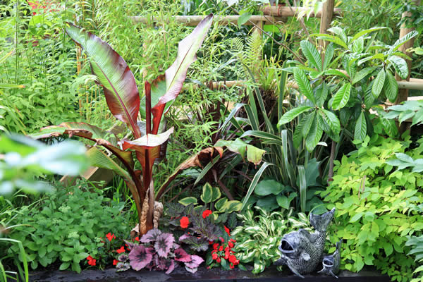 tropical-screening-plants-08_14 Тропически скрининг растения