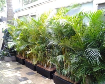 tropical-screening-plants-08_15 Тропически скрининг растения