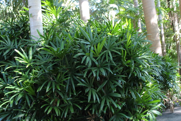 tropical-screening-plants-08_3 Тропически скрининг растения