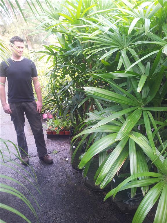 tropical-screening-plants-08_7 Тропически скрининг растения