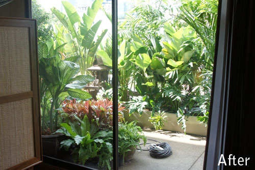tropical-screening-plants-08_8 Тропически скрининг растения