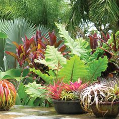 tropical-style-gardens-49_16 Градини в тропически стил