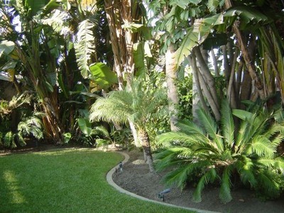 tropical-trees-for-backyard-22_15 Тропически дървета за задния двор