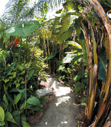 tropical-trees-for-backyard-22_18 Тропически дървета за задния двор