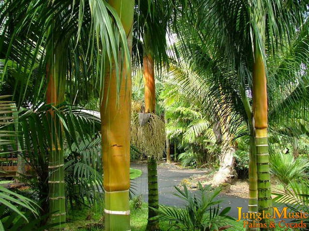 tropical-trees-for-landscaping-73 Тропически дървета за озеленяване