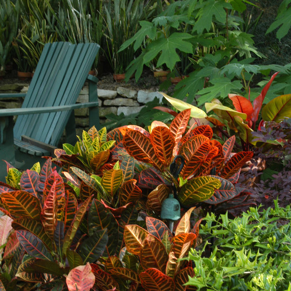 tropical-yard-plants-27_12 Тропически двор растения