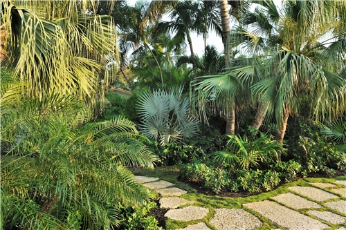 tropical-yard-plants-27_15 Тропически двор растения