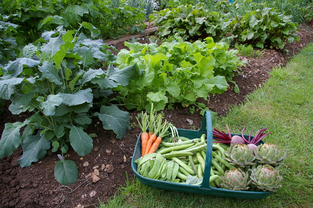 vegetable-garden-29_4 Зеленчукова градина