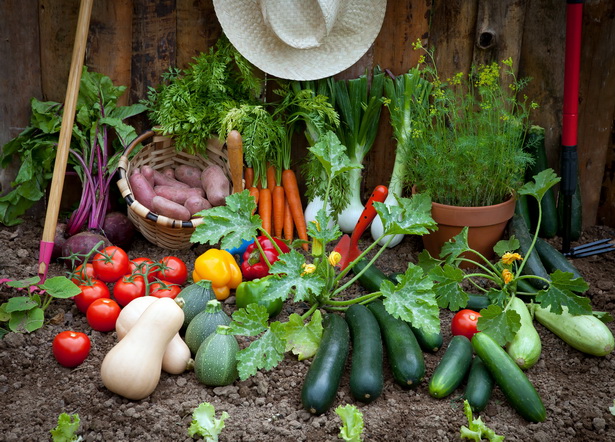vegetable-garden-29_5 Зеленчукова градина