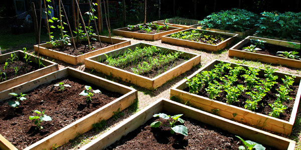 vegetable-garden-29_9 Зеленчукова градина