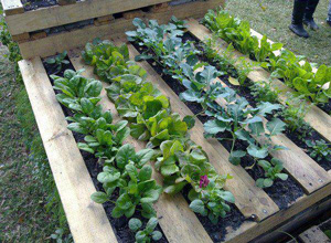 Зеленчукови градини в малки пространства