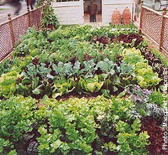 vegetable-gardens-in-small-spaces-18_7 Зеленчукови градини в малки пространства