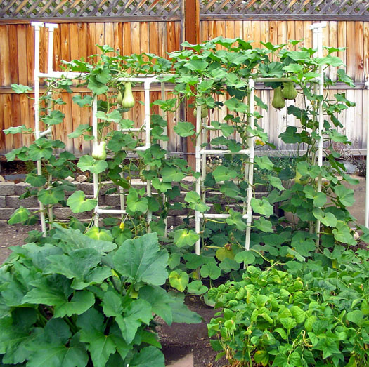 vegetable-gardens-in-small-spaces-18_8 Зеленчукови градини в малки пространства
