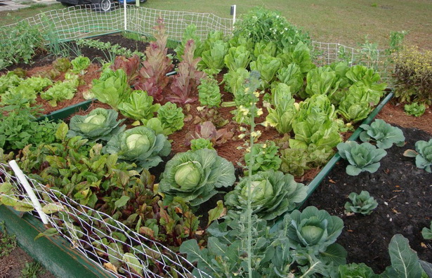 vegetables-for-small-gardens-50_20 Зеленчуци за малки градини