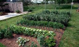 vegetables-for-small-gardens-50_7 Зеленчуци за малки градини