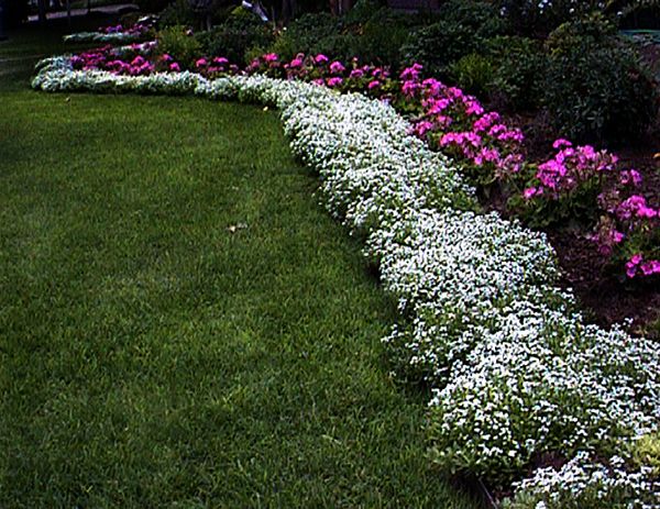 white-garden-border-edging-79_8 Бяла градина граница кант