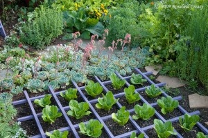 best-landscaping-plants-80_7 Най-добрите растения за озеленяване
