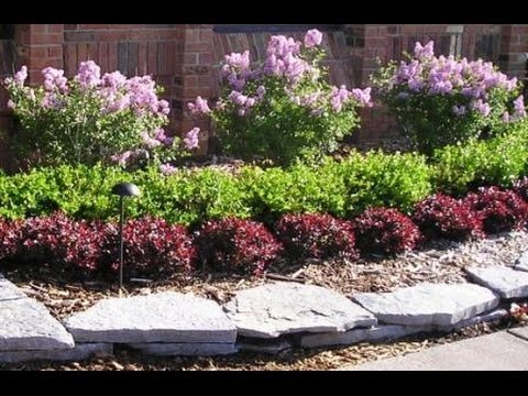 best-low-maintenance-bushes-65_10 Най-добрите храсти с ниска поддръжка