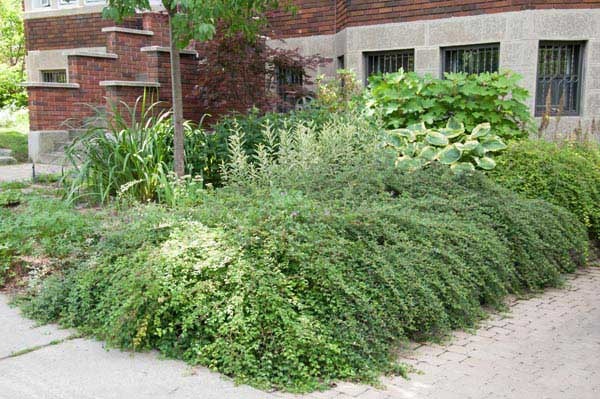 best-low-maintenance-bushes-65_19 Най-добрите храсти с ниска поддръжка