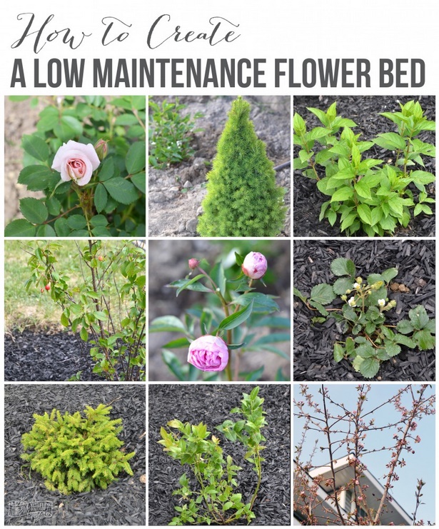 best-low-maintenance-flowers-21_11 Най-добрите цветя с ниска поддръжка