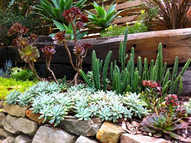 best-low-maintenance-outdoor-plants-93_15 Най-добрите външни растения с ниска поддръжка