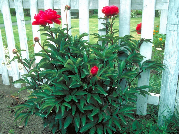 best-low-maintenance-outdoor-plants-93_6 Най-добрите външни растения с ниска поддръжка