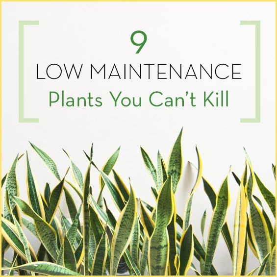 best-low-maintenance-outdoor-plants-93_8 Най-добрите външни растения с ниска поддръжка