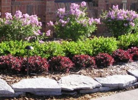 best-low-maintenance-shrubs-for-front-of-house-50_16 Най-добрите ниски поддръжка храсти за предната част на къщата
