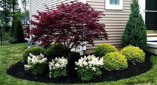 best-low-maintenance-shrubs-for-front-of-house-50_18 Най-добрите ниски поддръжка храсти за предната част на къщата