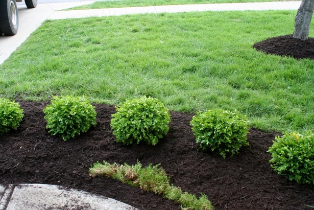 best-low-maintenance-shrubs-for-front-of-house-50_4 Най-добрите ниски поддръжка храсти за предната част на къщата