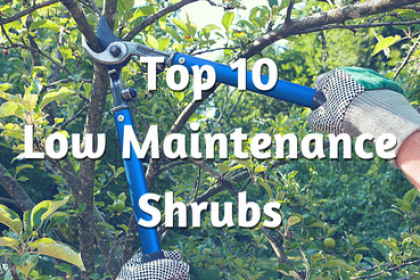 best-low-maintenance-shrubs-46 Най-добрите ниски поддръжка храсти
