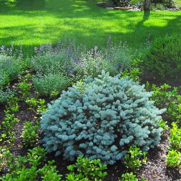 best-low-maintenance-shrubs-46_12 Най-добрите ниски поддръжка храсти