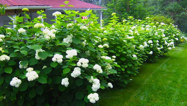 best-low-maintenance-shrubs-46_15 Най-добрите ниски поддръжка храсти