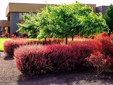 best-low-maintenance-shrubs-46_16 Най-добрите ниски поддръжка храсти