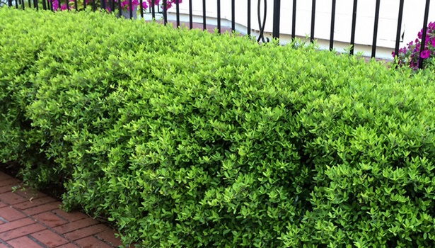 best-low-maintenance-shrubs-46_4 Най-добрите ниски поддръжка храсти