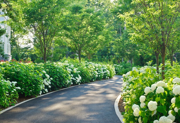 best-plants-along-driveway-54_5 Най-добрите растения по алеята