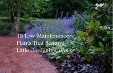 best-plants-for-low-maintenance-garden-20_5 Най-добрите растения за ниска поддръжка градина