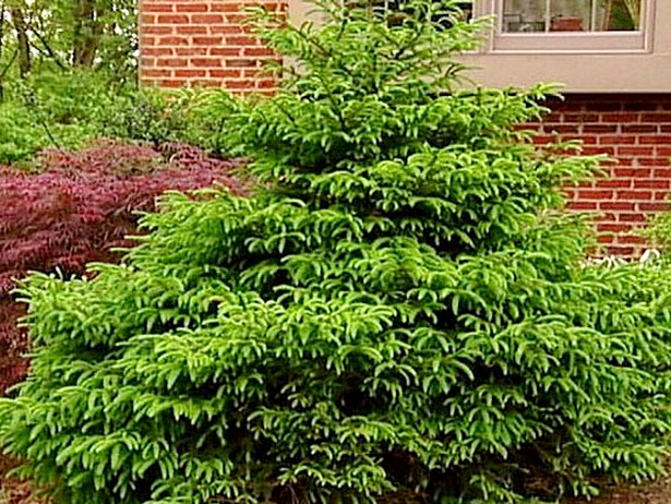 colorful-low-maintenance-shrubs-93_10 Цветни храсти с ниска поддръжка