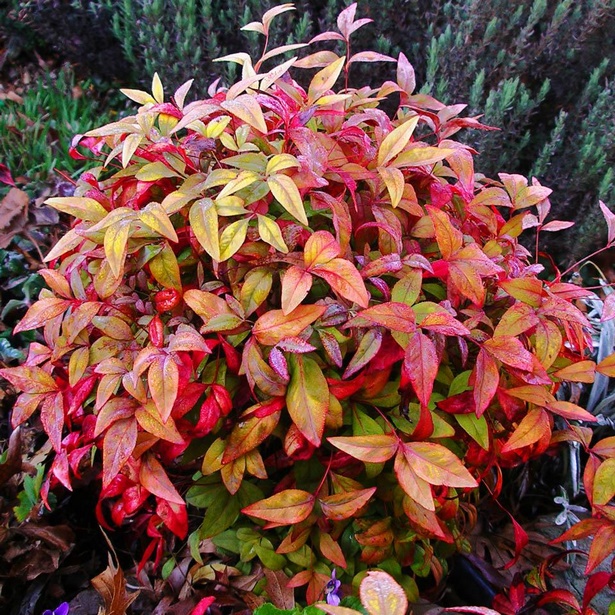 colorful-low-maintenance-shrubs-93_13 Цветни храсти с ниска поддръжка