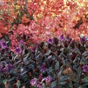 colorful-low-maintenance-shrubs-93_16 Цветни храсти с ниска поддръжка