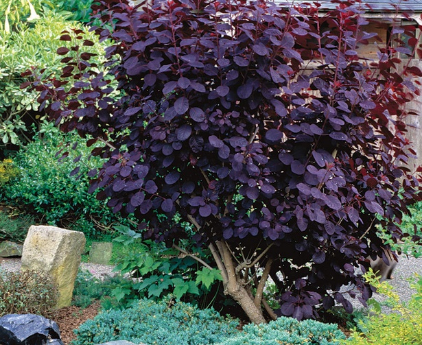 colorful-low-maintenance-shrubs-93_17 Цветни храсти с ниска поддръжка