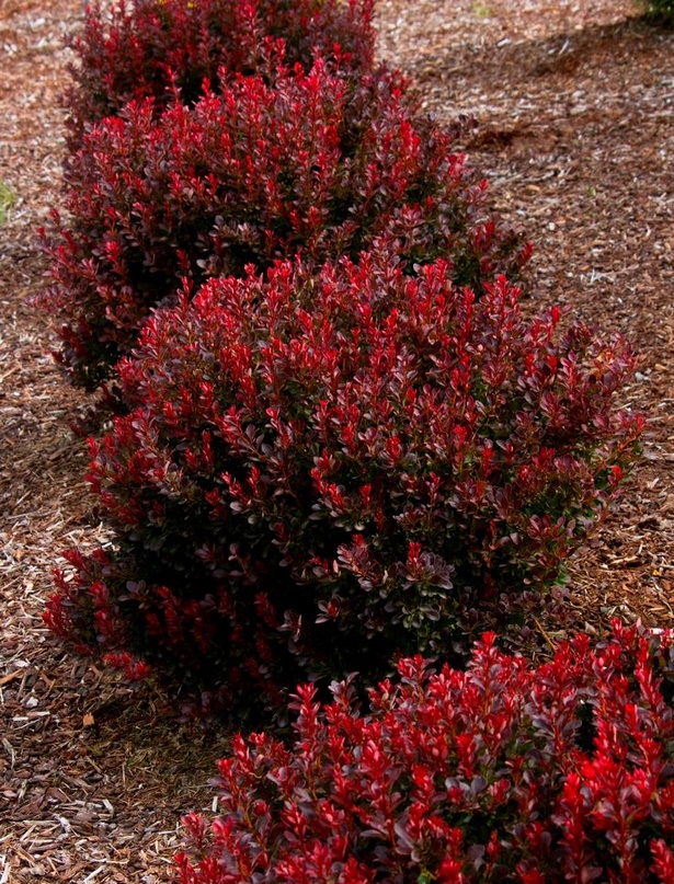 colorful-low-maintenance-shrubs-93_19 Цветни храсти с ниска поддръжка