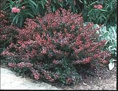 colorful-low-maintenance-shrubs-93_6 Цветни храсти с ниска поддръжка