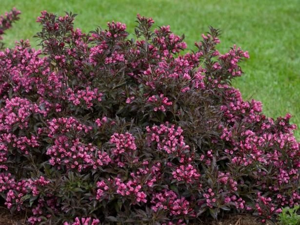 colorful-low-maintenance-shrubs-93_7 Цветни храсти с ниска поддръжка
