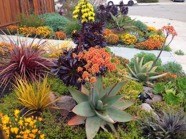 colorful-plants-for-landscaping-54_10 Цветни растения за озеленяване