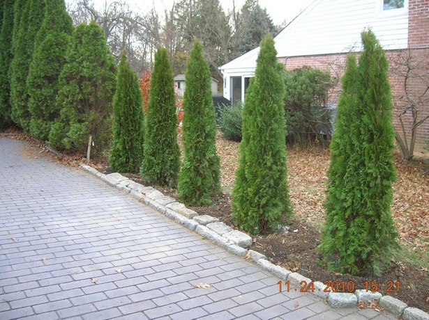 driveway-border-shrubs-80_2 Алея гранични храсти