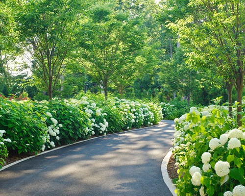 driveway-landscaping-ideas-pictures-40_10 Алеята Озеленяване Идеи снимки